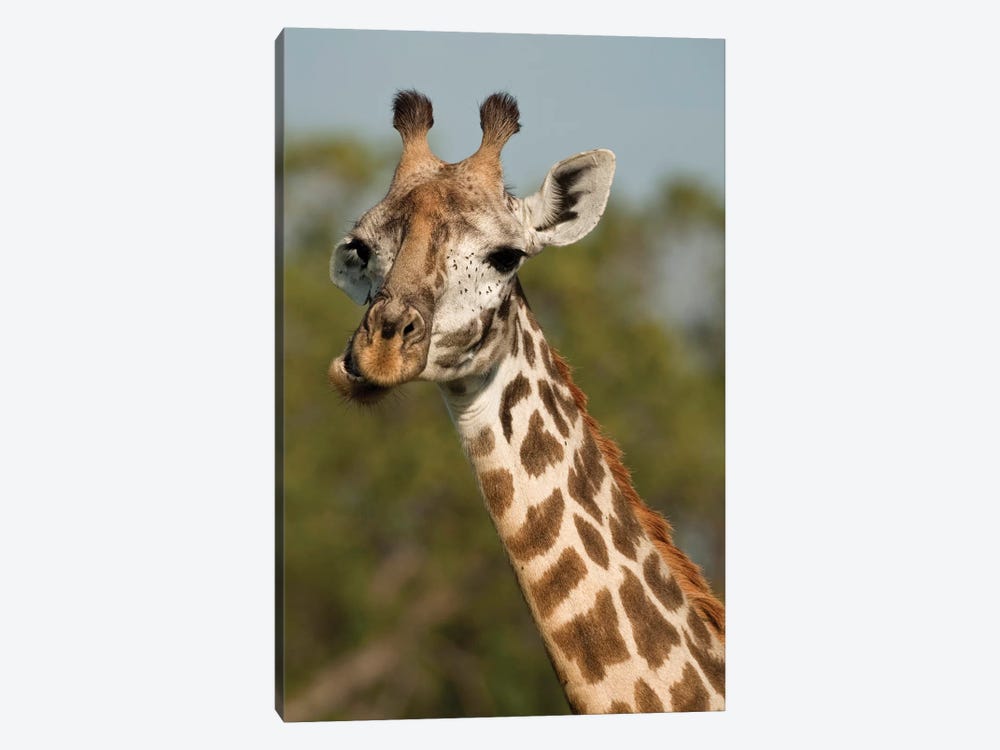 Masai Giraffe, Giraffa Camelopardalis Tippelskirchi, In Grasses In Upper Mara, Masai Mara Gr, Kenya, Humor, Chewing. by Joe & Mary Ann McDonald 1-piece Art Print
