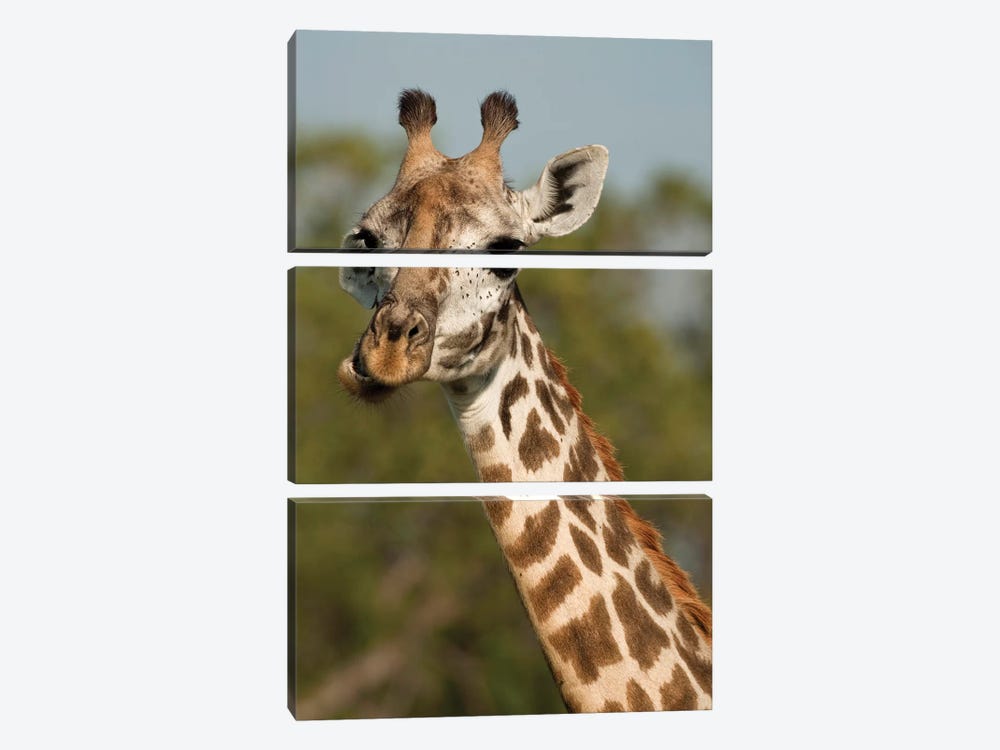 Masai Giraffe, Giraffa Camelopardalis Tippelskirchi, In Grasses In Upper Mara, Masai Mara Gr, Kenya, Humor, Chewing. by Joe & Mary Ann McDonald 3-piece Canvas Print
