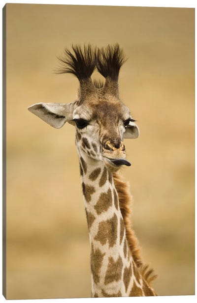 Africa, Kenya, Masai Mara Gr, Upper Mara, Masai Giraffe, Giraffa Camelopardalis Tippelskirchi, Portrait, Licking Lips Canvas Art Print - Giraffe Art