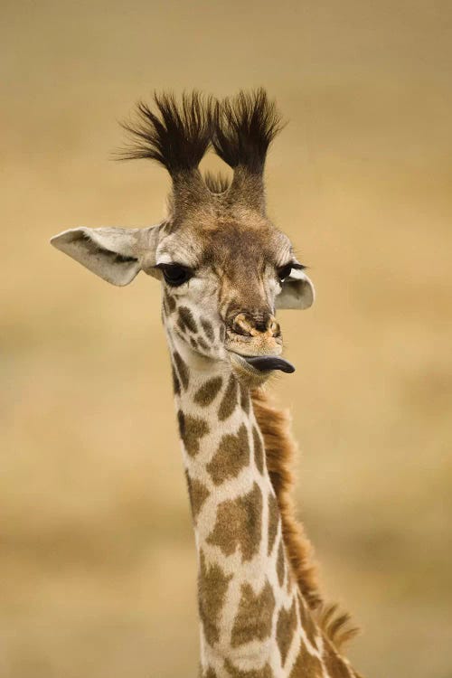 Africa, Kenya, Masai Mara Gr, Upper Mara, Masai Giraffe, Giraffa Camelopardalis Tippelskirchi, Portrait, Licking Lips