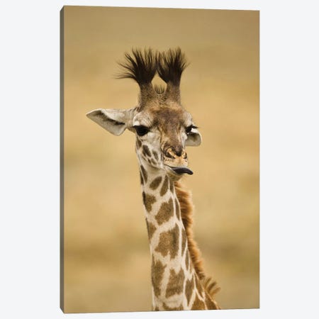 Africa, Kenya, Masai Mara Gr, Upper Mara, Masai Giraffe, Giraffa Camelopardalis Tippelskirchi, Portrait, Licking Lips Canvas Print #MCD4} by Joe & Mary Ann McDonald Canvas Wall Art