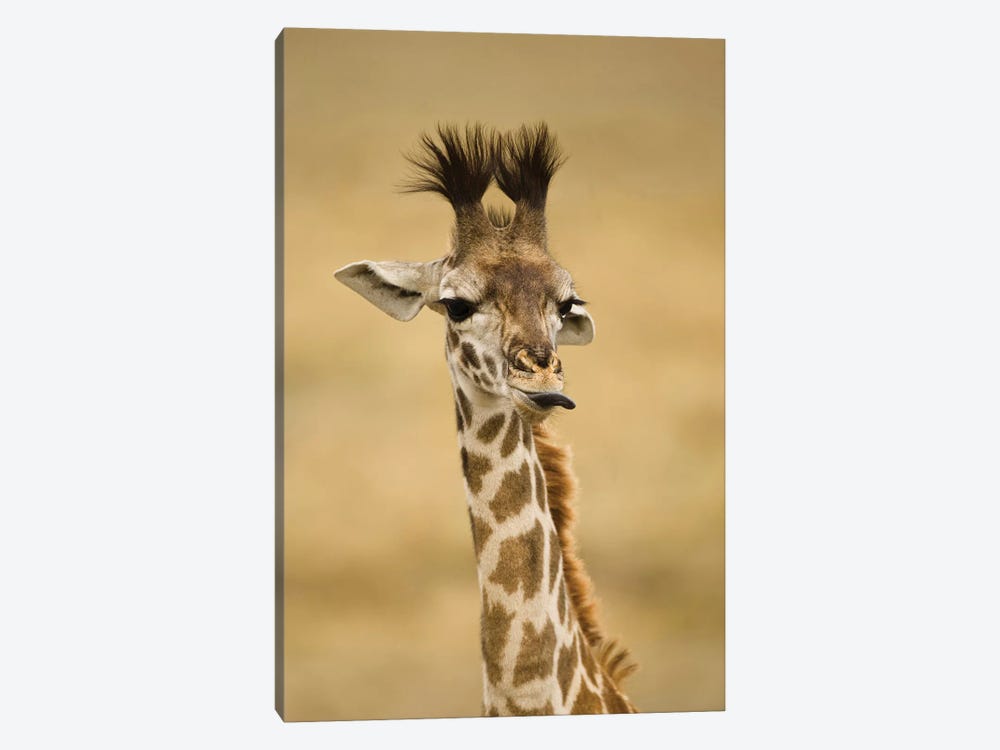 Africa, Kenya, Masai Mara Gr, Upper Mara, Masai Giraffe, Giraffa Camelopardalis Tippelskirchi, Portrait, Licking Lips 1-piece Canvas Art