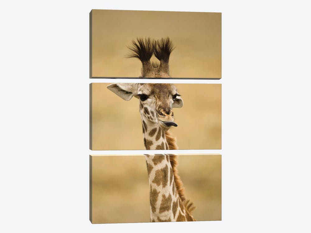 Africa, Kenya, Masai Mara Gr, Upper Mara, Masai Giraffe, Giraffa Camelopardalis Tippelskirchi, Portrait, Licking Lips 3-piece Canvas Art