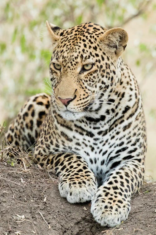 African Leopard, Kenya, Africa