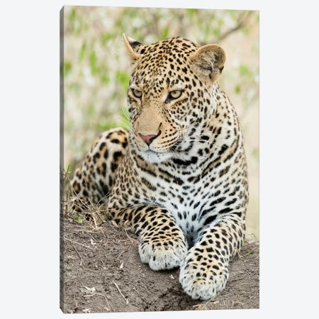 African Leopard, Kenya, Africa Canvas Print #MCD5} by Joe & Mary Ann McDonald Canvas Wall Art
