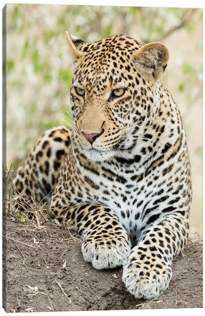 African Leopard, Kenya, Africa Canvas Art Print - Leopard Art