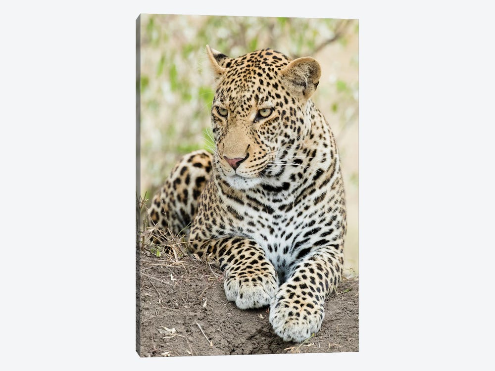 African Leopard, Kenya, Africa by Joe & Mary Ann McDonald 1-piece Canvas Print