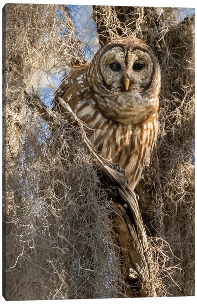 Barred Owl, Aka Hoot Owl In Tree, Florida, USA Canvas Art Print - Bird Art