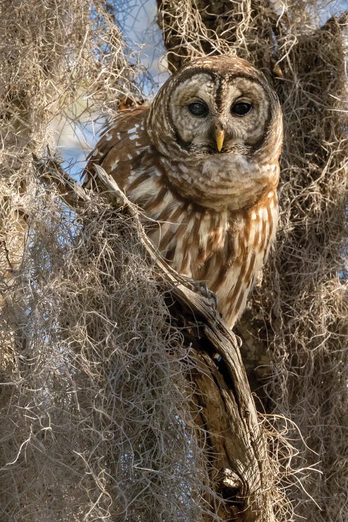 Barred Owl, Aka Hoot Owl In Tree, Florida, USA