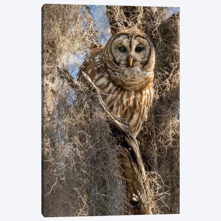 Barred Owl, Aka Hoot Owl In Tree, Florida, USA Canvas Print #MCD6} by Joe & Mary Ann McDonald Canvas Artwork
