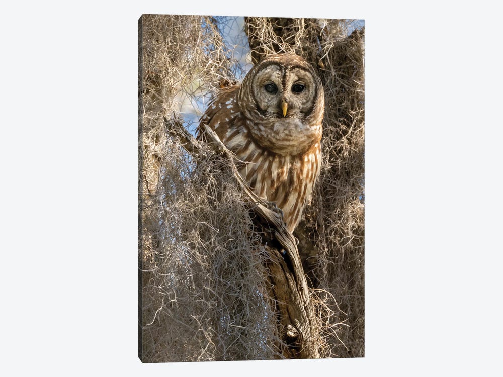 Barred Owl, Aka Hoot Owl In Tree, Florida, USA by Joe & Mary Ann McDonald 1-piece Canvas Artwork