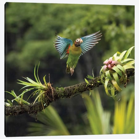 Brown-Hooded Parrot, Costa Rica, Central America Canvas Print #MCD7} by Joe & Mary Ann McDonald Canvas Artwork