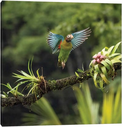 Brown-Hooded Parrot, Costa Rica, Central America Canvas Art Print - Celery
