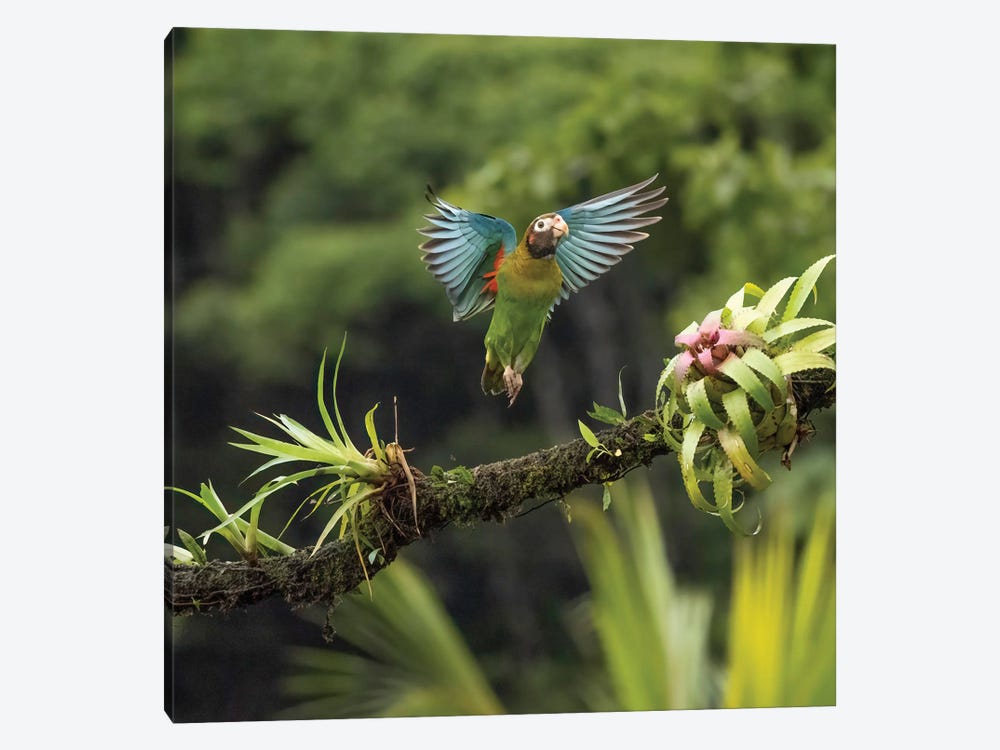 Brown-Hooded Parrot, Costa Rica, Central America by Joe & Mary Ann McDonald 1-piece Canvas Art Print