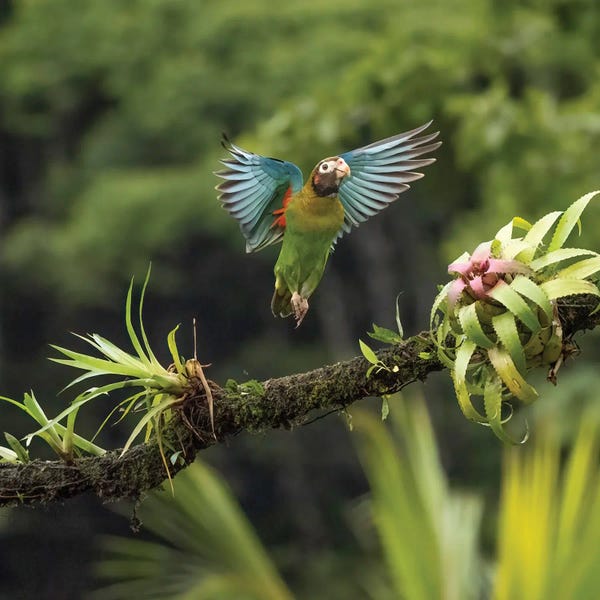 Central America: Brown-Hooded Parrot, Costa Rica, Central America by Joe & Mary Ann McDonald