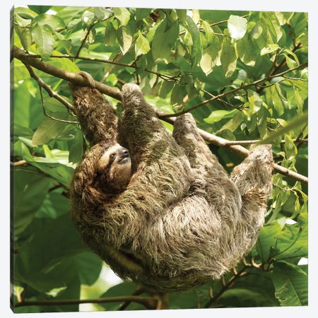Brown-Throated Sloth, Costa Rica, Central America Canvas Print #MCD8} by Joe & Mary Ann McDonald Canvas Art Print