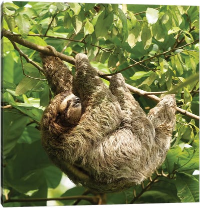 Brown-Throated Sloth, Costa Rica, Central America Canvas Art Print - Costa Rica Art
