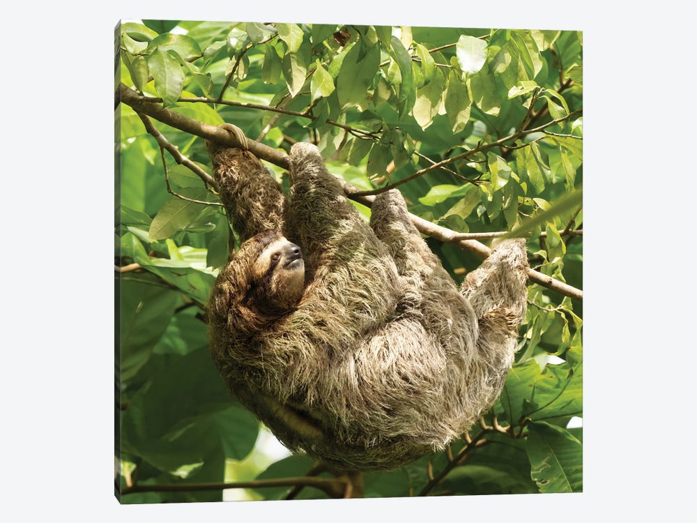 Brown-Throated Sloth, Costa Rica, Central America by Joe & Mary Ann McDonald 1-piece Canvas Art