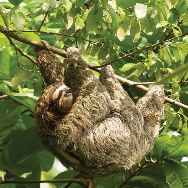 Central America: Brown-Throated Sloth, Costa Rica, Central America by Joe & Mary Ann McDonald