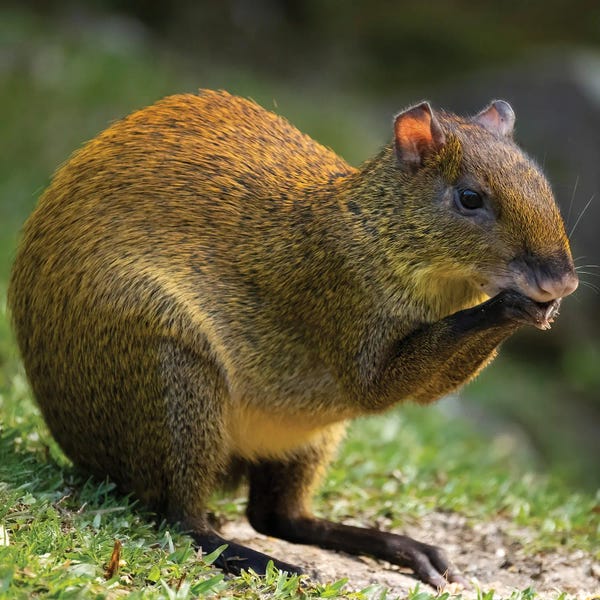 Central America: Central America Agouti, Bosque Del Paz, Costa Rica by Joe & Mary Ann McDonald