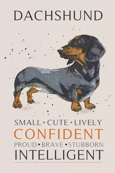 Michelle Campbell: Dachshund by Michelle Campbell