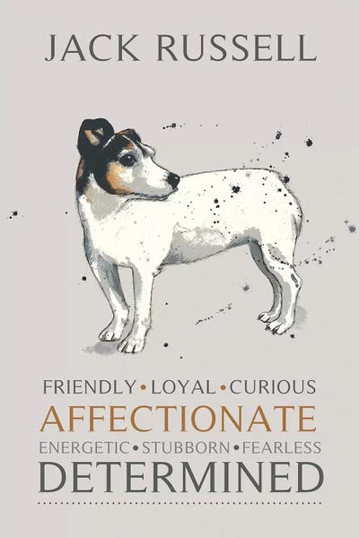 Michelle Campbell: Jack Russell by Michelle Campbell