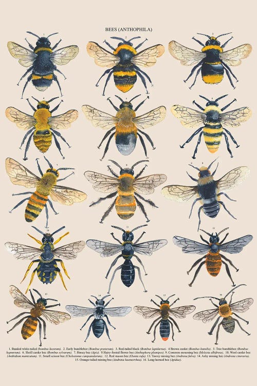 Bees