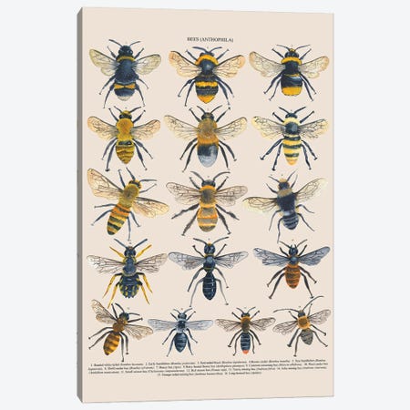 Bees Canvas Print #MCE45} by Michelle Campbell Canvas Wall Art
