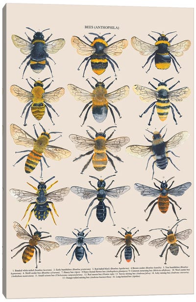Bees Canvas Art Print - Michelle Campbell
