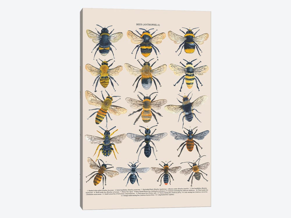 Bees by Michelle Campbell 1-piece Canvas Artwork