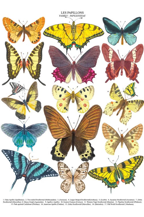 Butterflies by Michelle Campbell wall art