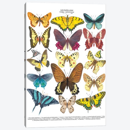 Butterflies Canvas Print #MCE48} by Michelle Campbell Canvas Art Print