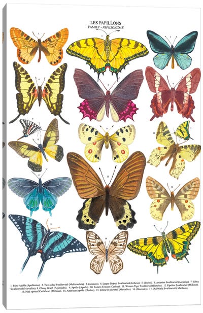 Butterflies Canvas Art Print - Michelle Campbell