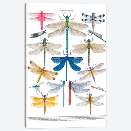 Dragonflies Canvas Print #MCE52} by Michelle Campbell Canvas Art