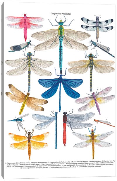 Dragonflies Canvas Art Print - Dragonfly Art