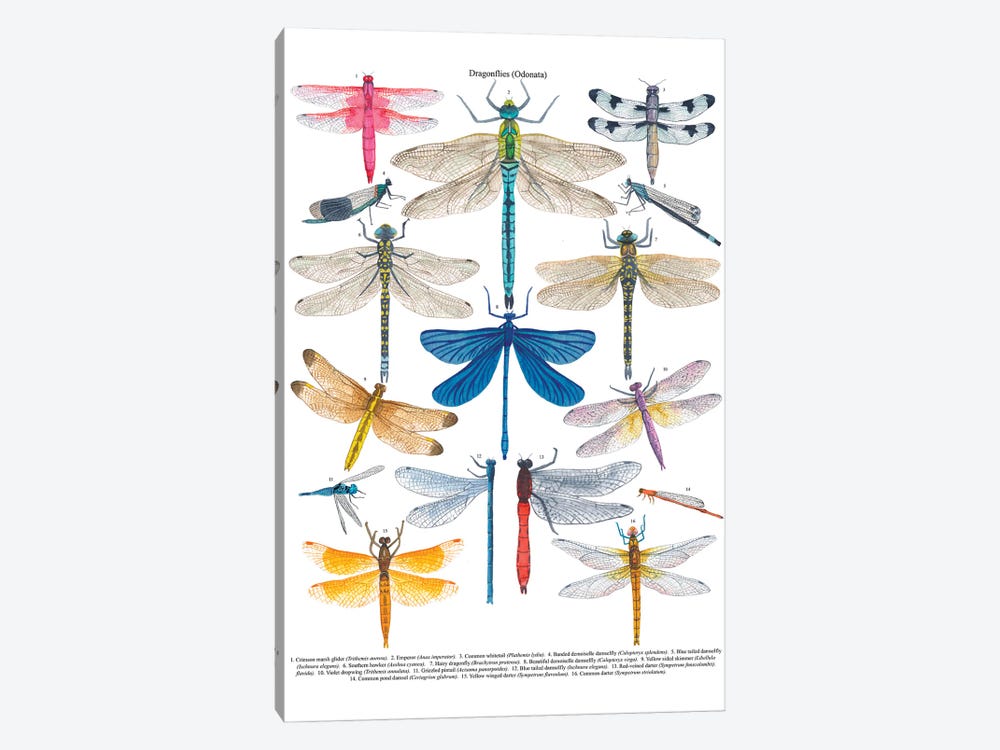 Dragonflies by Michelle Campbell 1-piece Canvas Artwork
