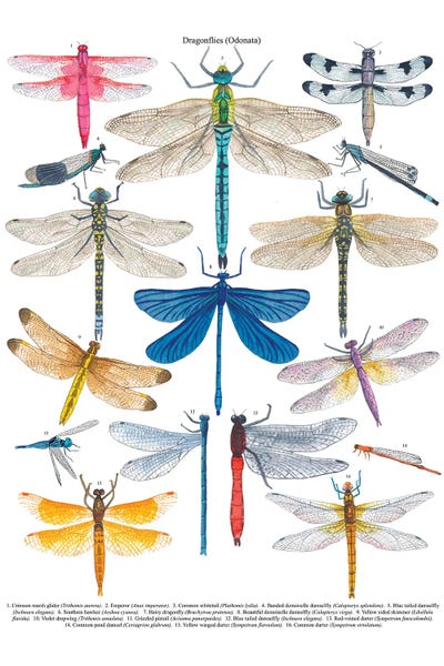 Dragonflies: Dragonflies by Michelle Campbell