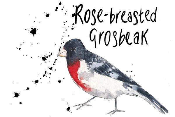Michelle Campbell: Rose-Breasted Grosbeak by Michelle Campbell
