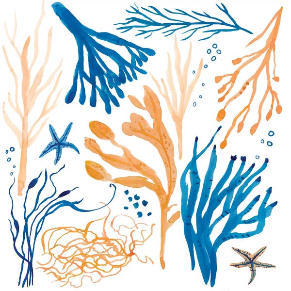 Michelle Campbell: Seaweed Coastal by Michelle Campbell