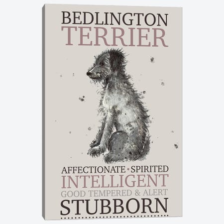 Bedlington Terrier Dog Characteristics Canvas Print #MCE65} by Michelle Campbell Canvas Wall Art