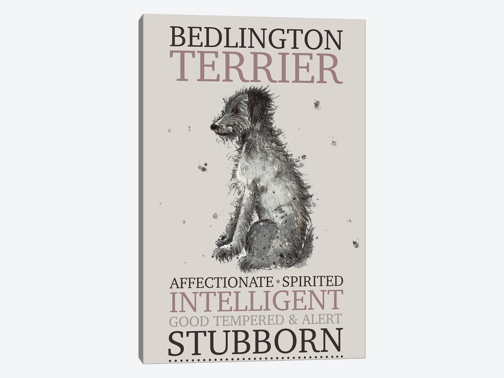 Bedlington Terrier Dog Characteristics by Michelle Campbell 1-piece Canvas Art