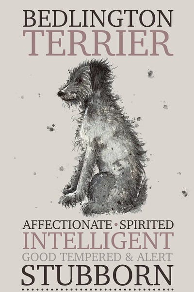 Michelle Campbell: Bedlington Terrier Dog Characteristics by Michelle Campbell