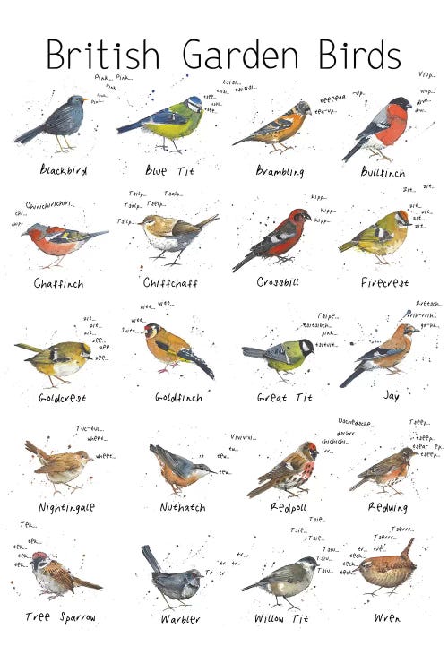 British Garden Birds