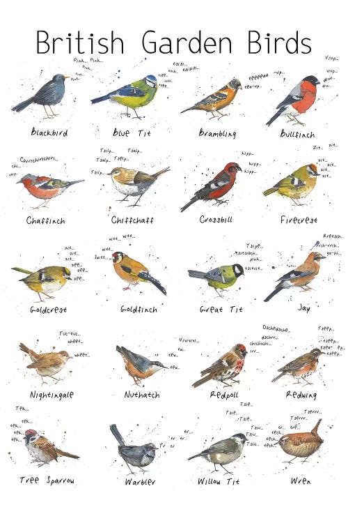 British Garden Birds by Michelle Campbell wall art