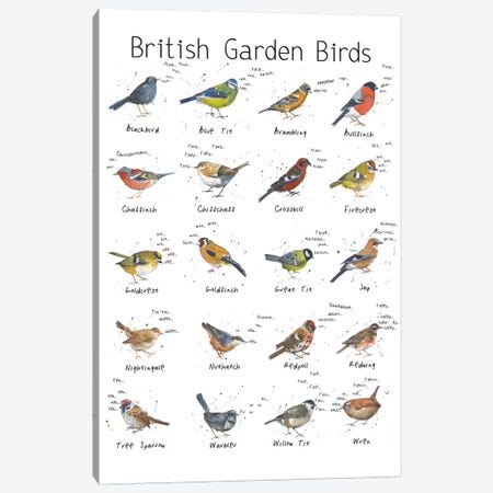 British Garden Birds Canvas Print #MCE6} by Michelle Campbell Canvas Print