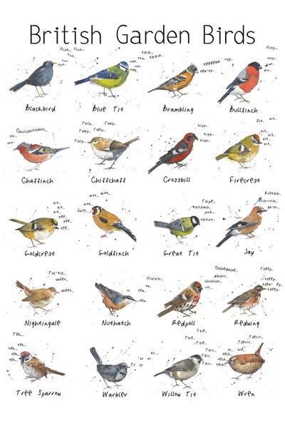 Michelle Campbell: British Garden Birds by Michelle Campbell