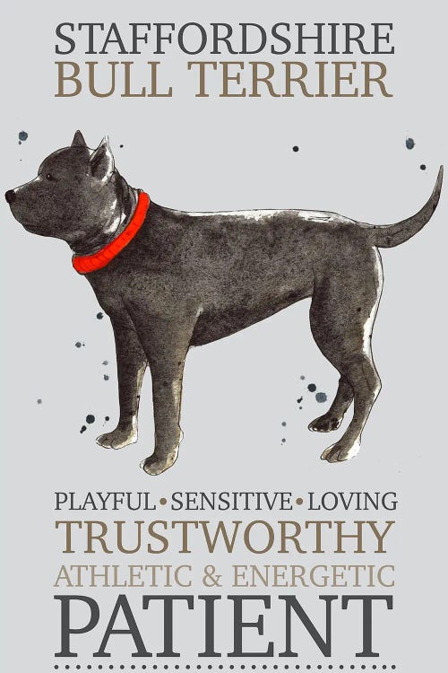 Staffordshire Bull Terrier Dog Characteristics