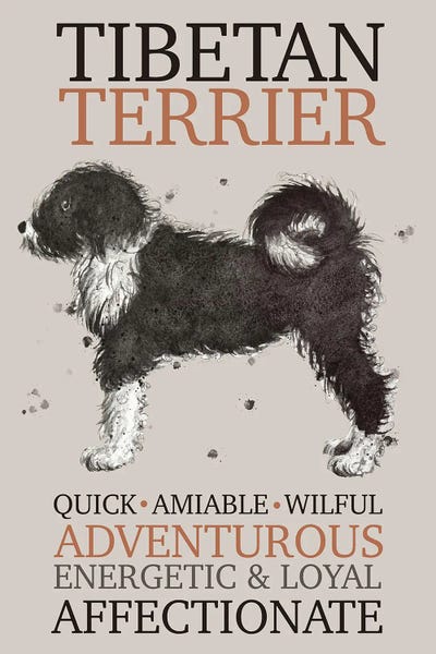 Michelle Campbell: Tibetan Terrier Dog Characteristics by Michelle Campbell