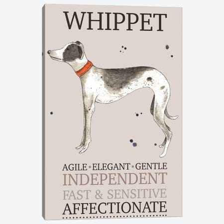Whippet Dog Characteristics Canvas Print #MCE77} by Michelle Campbell Canvas Art Print