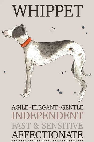 Michelle Campbell: Whippet Dog Characteristics by Michelle Campbell